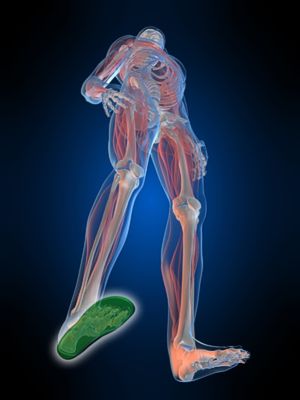 Sensoped Sensomotorische Einlagen human skeletan